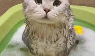 猫咪洗澡正确的步骤